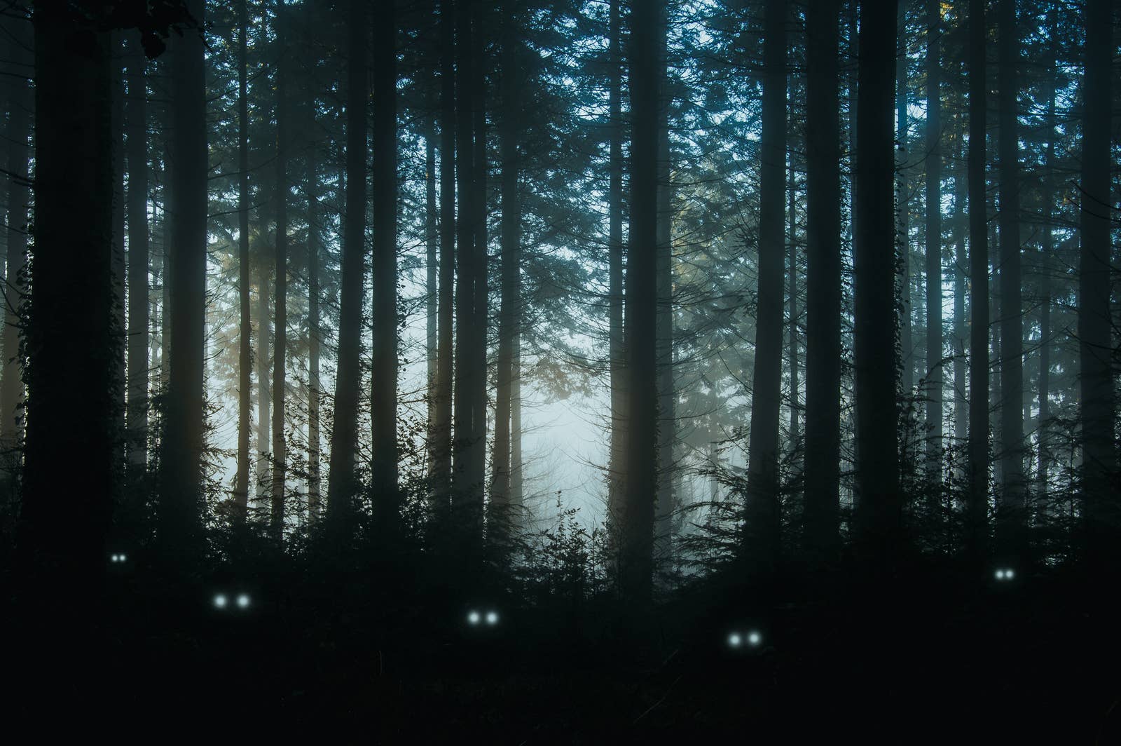 headlight illuminate a road at night with yucca man in the distance
