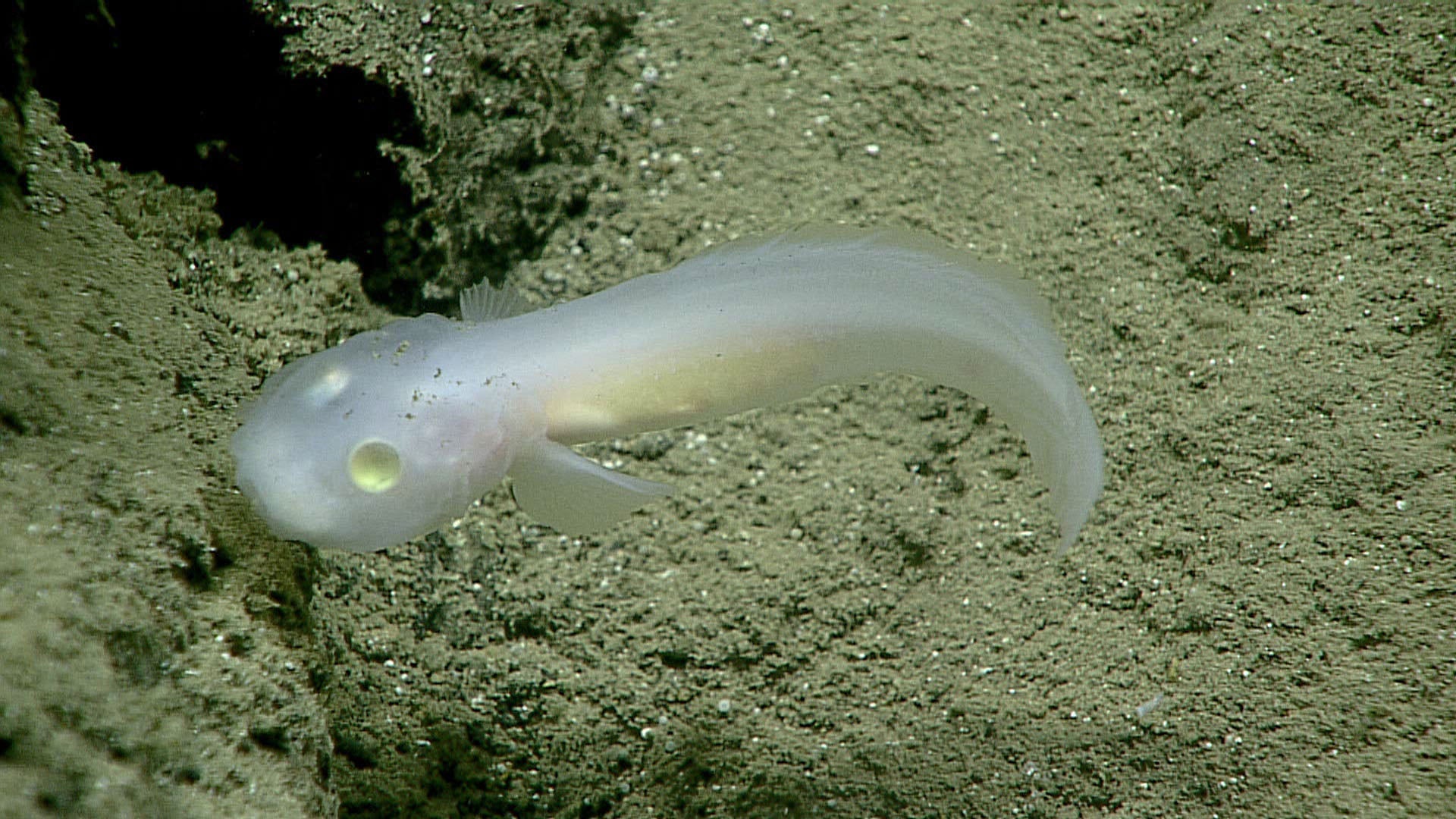 5 Wild Ocean Animals I Can't Believe Exist