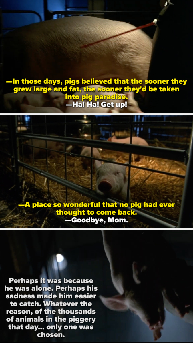 Three scenes from &quot;Babe&quot;: narration about pigs believing in a paradise, Babe saying goodbye to his mother, and being the only one chosen from a piggery