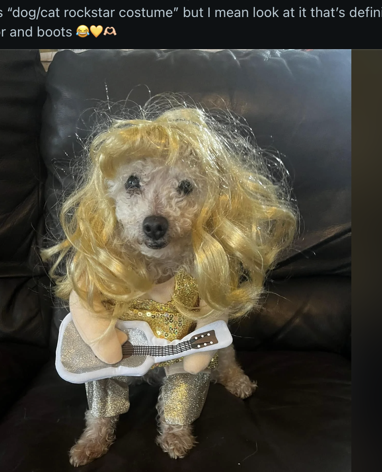 A dog dressed as Taylor Swift, wearing a blonde wig and outfit, sits on a chair. Reddit post comments are visible on the screen