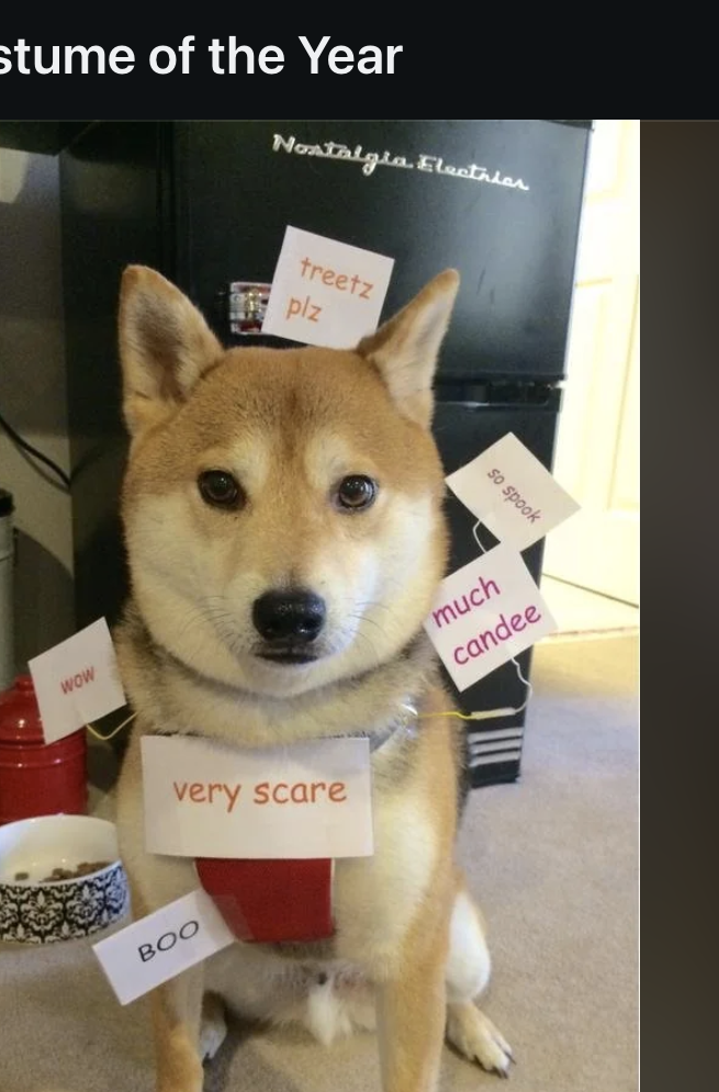 Dog wearing a costume with cards labeled &quot;very scare, much spook, so fright, wow&quot; in the style of the Doge meme