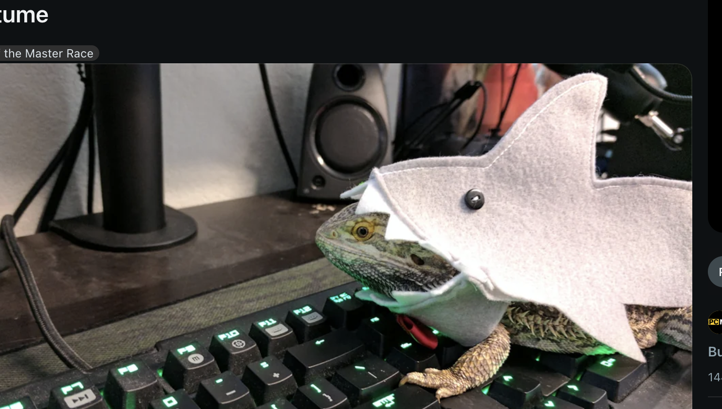 Bearded dragon wearing shark costume on a keyboard. Reddit post titled &quot;I see your pcmr pets and I raise you my Bearded Dragon in a shark costume.&quot;