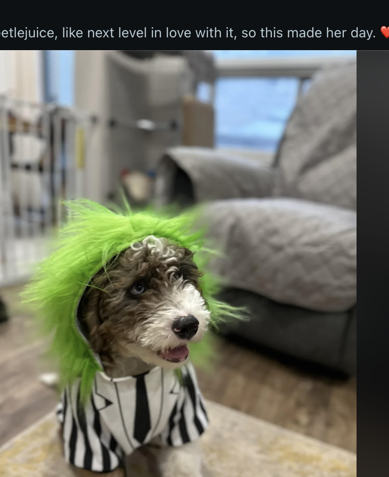 Dog in Beetlejuice costume with green wig and black-striped shirt, sitting on a rug at home. Reddit post caption describes a pet store visit for treats