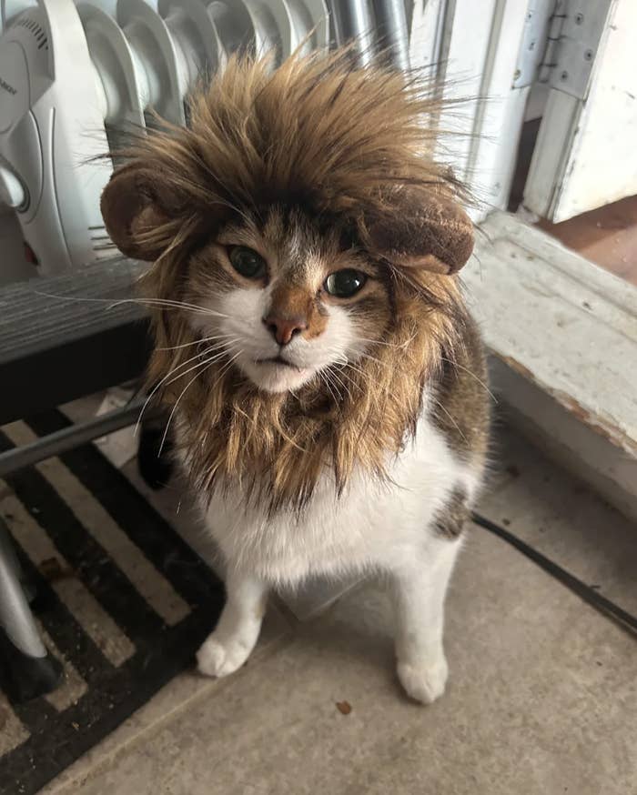 cute animals to dress up as for halloween Hocus Pocus: My Halloween Party Animals Costume