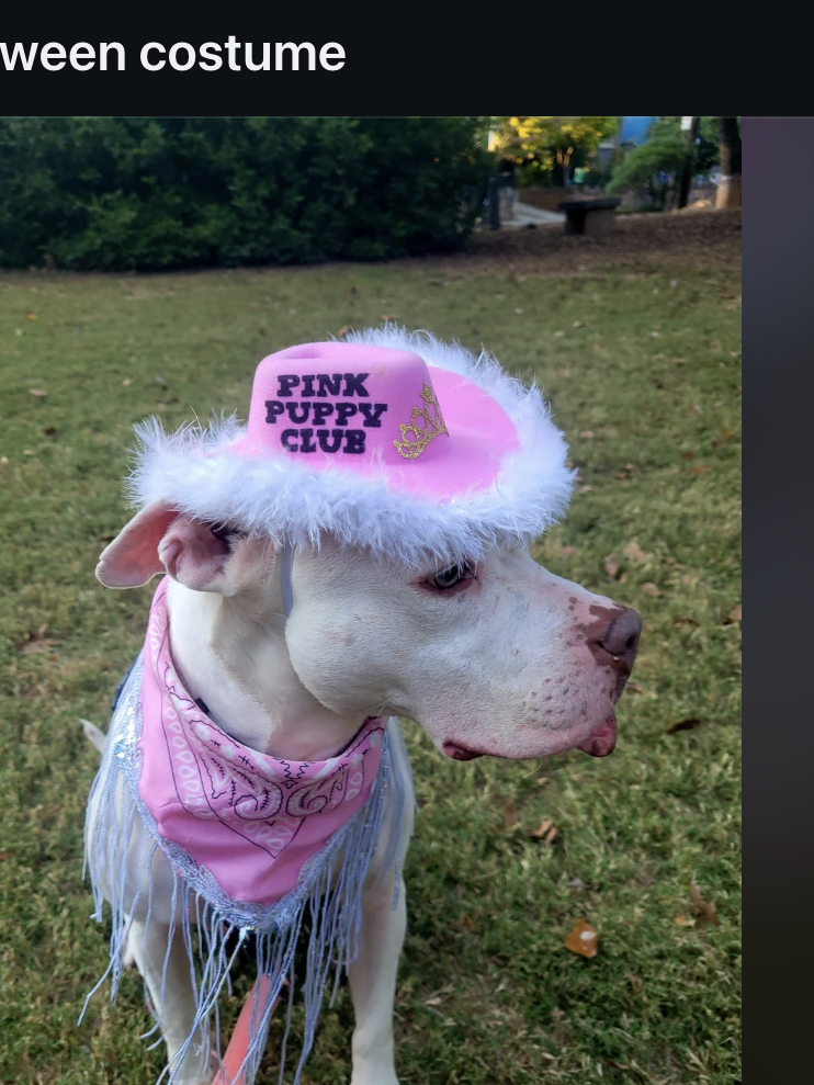 Dog wearing a pink beret with &quot;Pink Puppy Club&quot; and a fringe scarf, in a grassy area. Reddit post titled &quot;My foster dog&#x27;s Halloween costume.&quot;