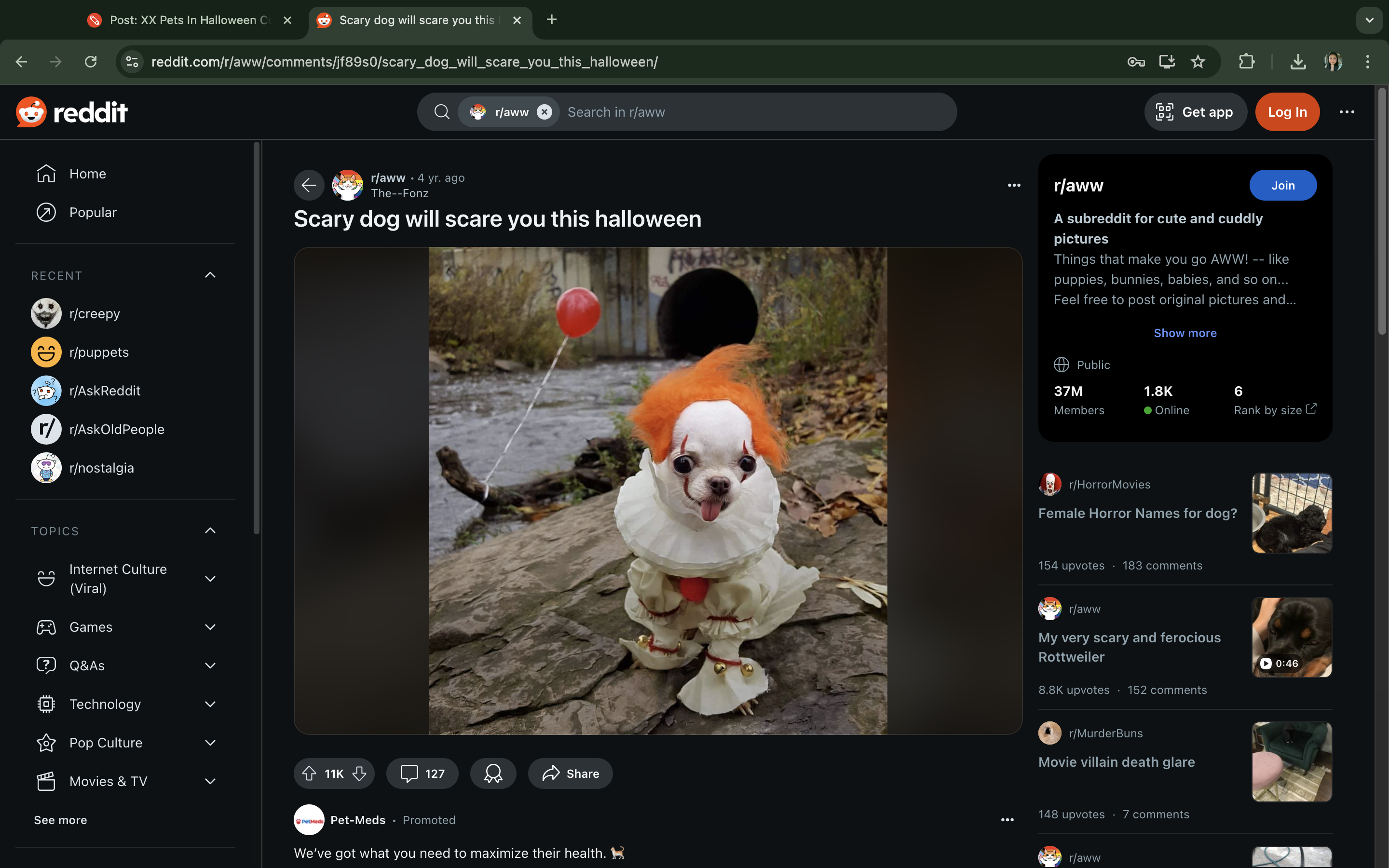 23 Best And Funny Pet Halloween Costumes