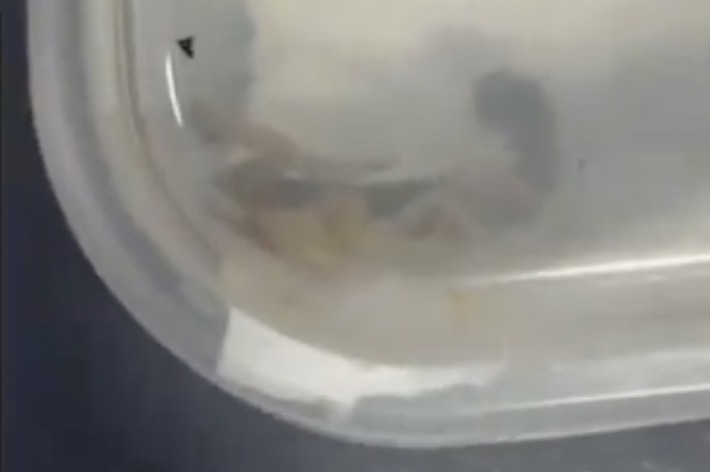 食品パッケージの中の虫が透明なケースの隅に座っています。