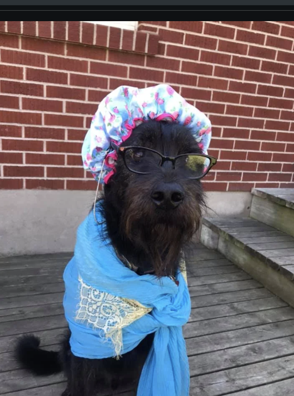 Dog in bonnet and blue shawl sitting on steps in front of brick wall