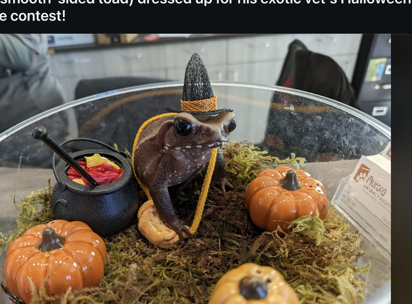 Toad wearing a witch hat in a decorated terrarium with pumpkins and moss, featured in a Halloween costume contest