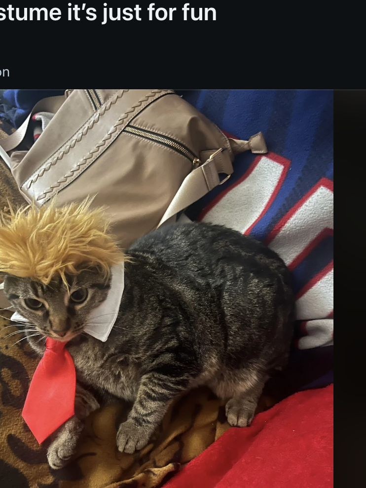 Cat wearing a wig resembling a public figure&#x27;s hairstyle, sitting on a red surface. The image is shared on a Reddit page about cats