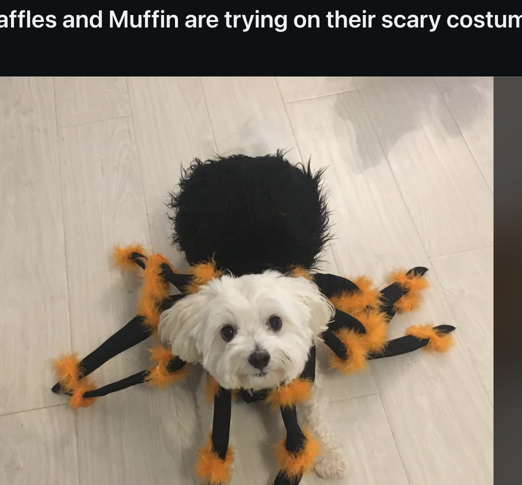 A fluffy dog dressed in a spider costume with orange and black legs stands on a floor, ready for Halloween