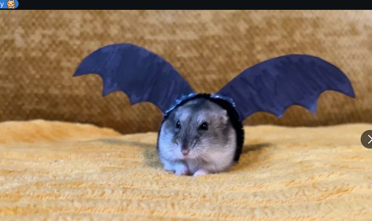 A hamster wearing blue bat wings on a yellow rug, featured in a Reddit post titled &quot;Trick or Tito - Happy Halloween!&quot; by user r/hamsters