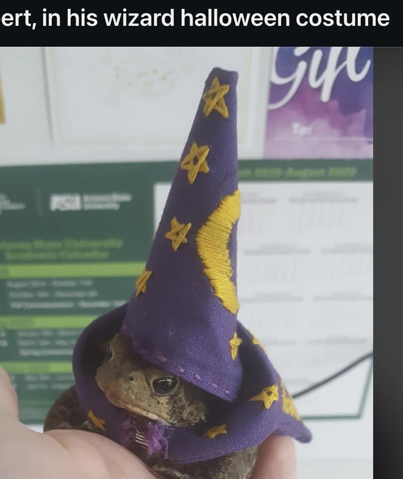 A toad named Toadbert is wearing a wizard costume, including a pointy hat. The image is shared on Reddit in a pets-themed subreddit