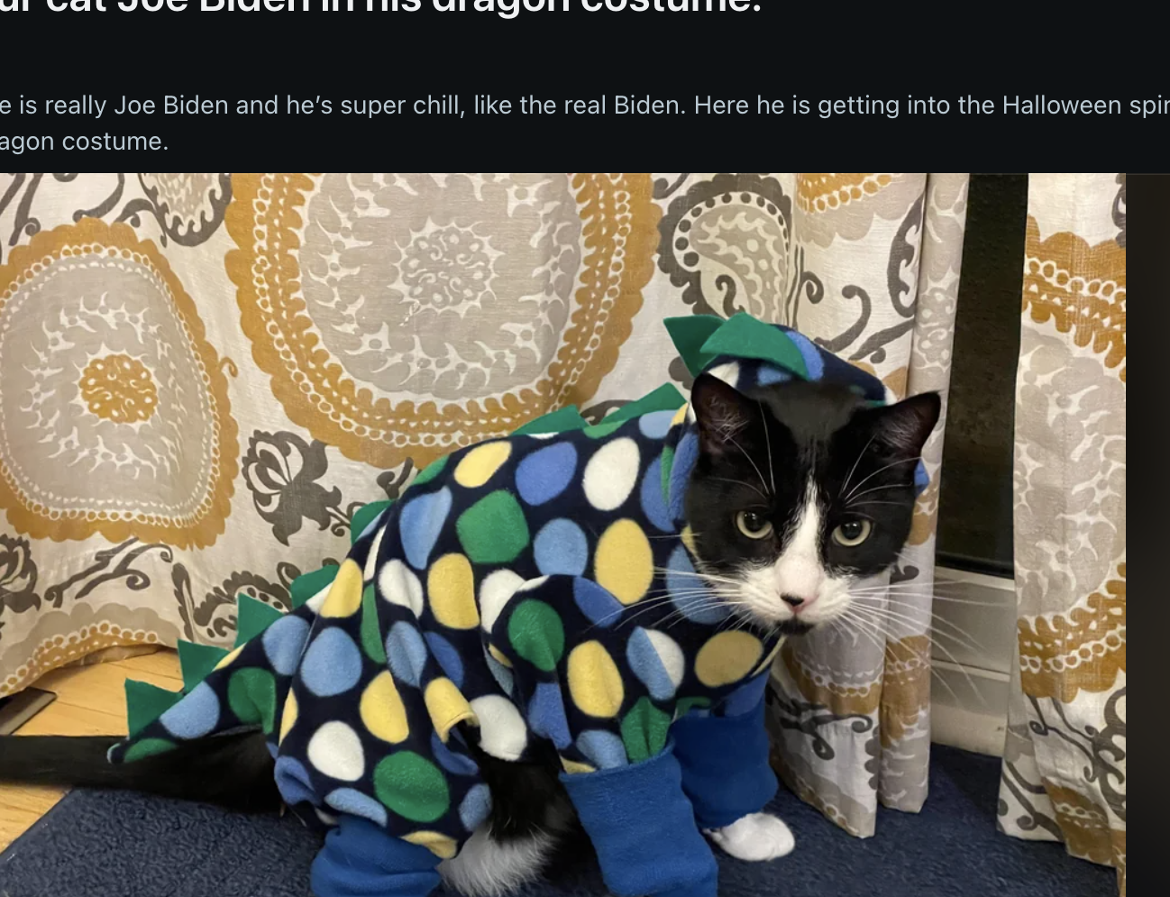 Cat in a colorful dragon costume sits on a chair, shared on a Reddit post discussing Halloween pet costumes