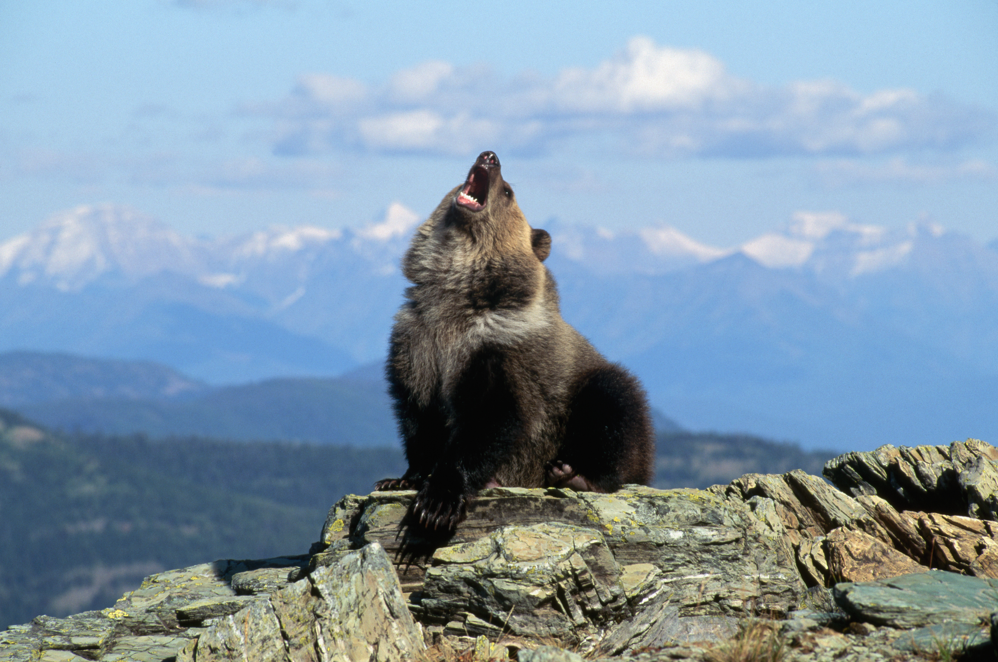 A bear cub sits on a rocky ledge with mountains in the background, appearing to call out