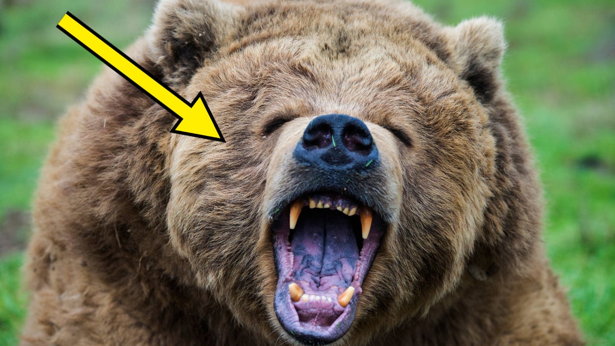 This Man Survived A Grizzly Bear Attack. Here's How.