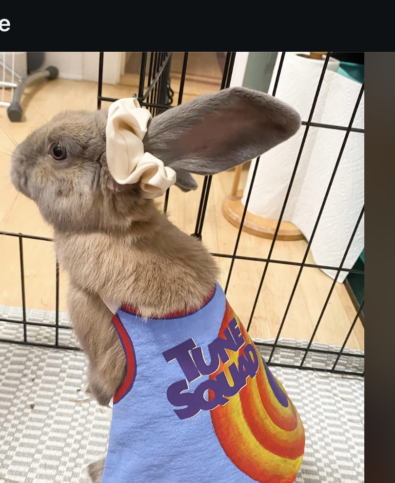 Rabbit wearing a &quot;Tune Squad&quot; basketball jersey with a small bow on its ear, standing next to a cage. Reddit post interface visible