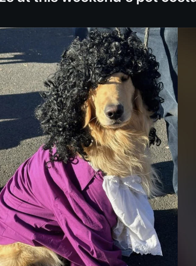 Dog dressed as Prince wins a pet costume contest