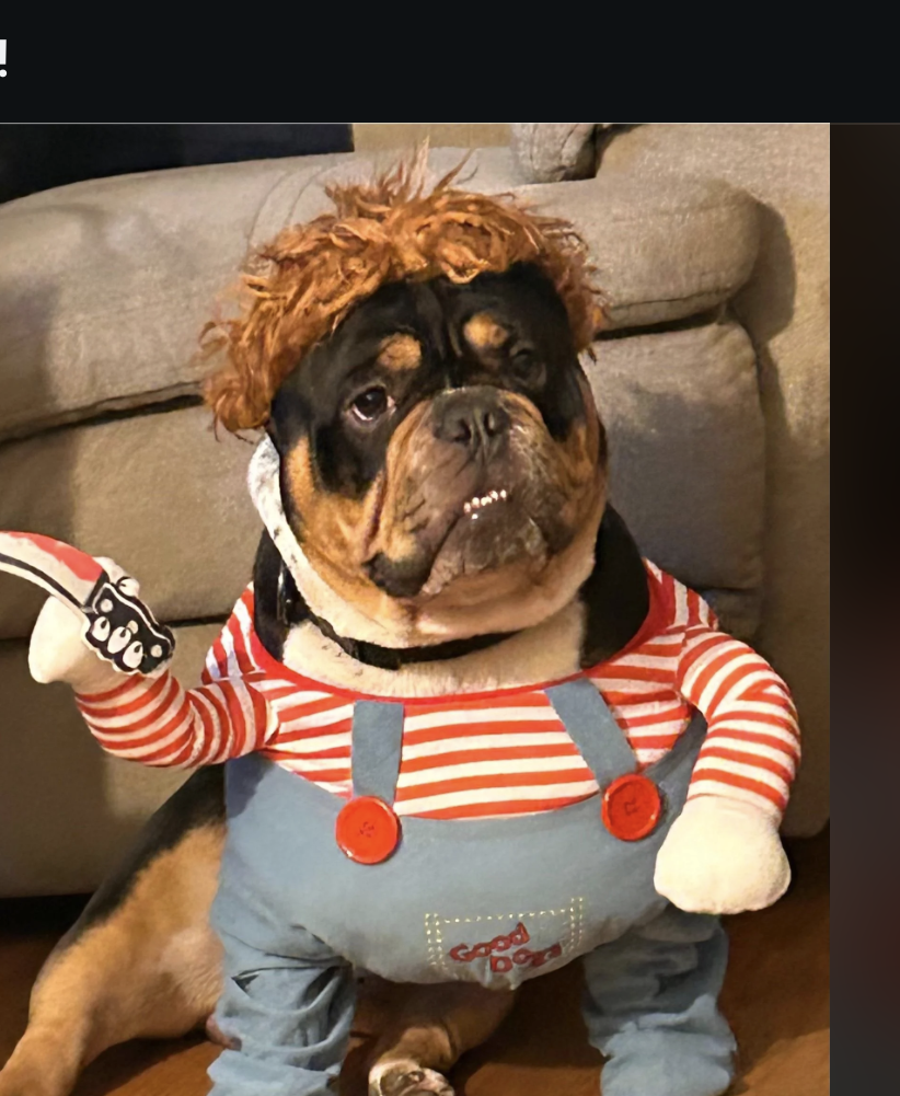 Dog in Chucky costume with red wig and striped shirt, holding a fake knife. Reddit post in r/Halloween_Costumes about &quot;The Dog of Chucky.&quot;