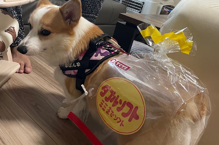 この食パン、どこで買えますか？」愛するコーギーがダブルソフトに変身
