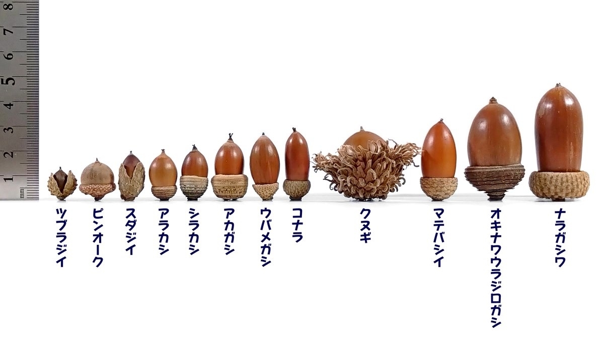 リアルどんぐりの背比べ」をしたら、ことわざの印象とまったく違う結果に⇒「結構差がある」「どんぐりの解像度があがった」と4.7万いいね