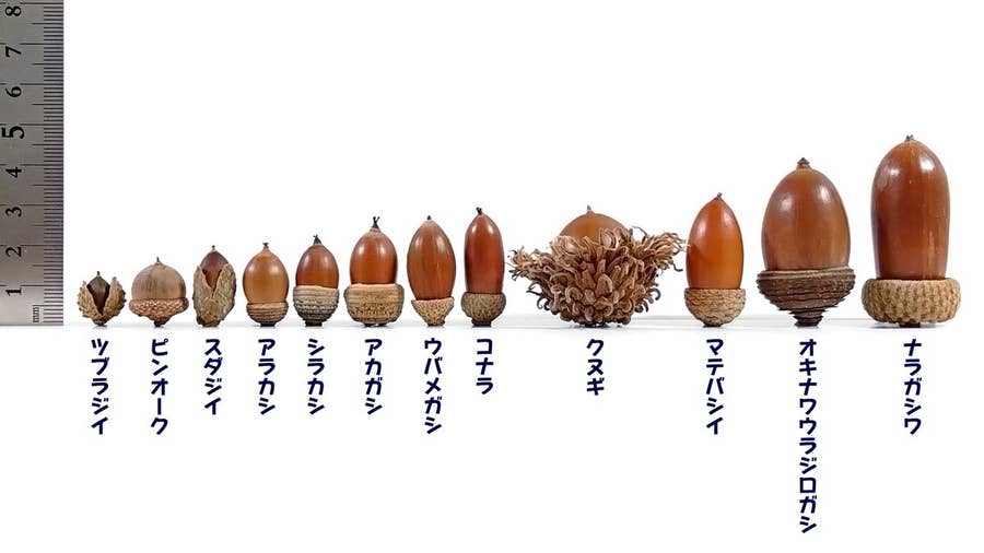 リアルどんぐりの背比べ」をしたら、ことわざの印象とまったく違う結果 