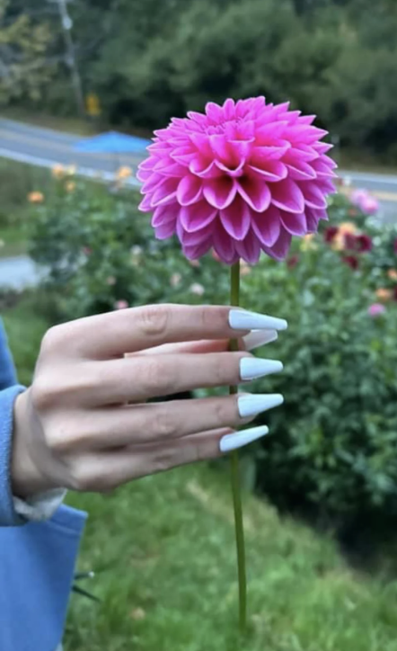 Hand with long, pointed nails holding a vibrant flower in a garden setting