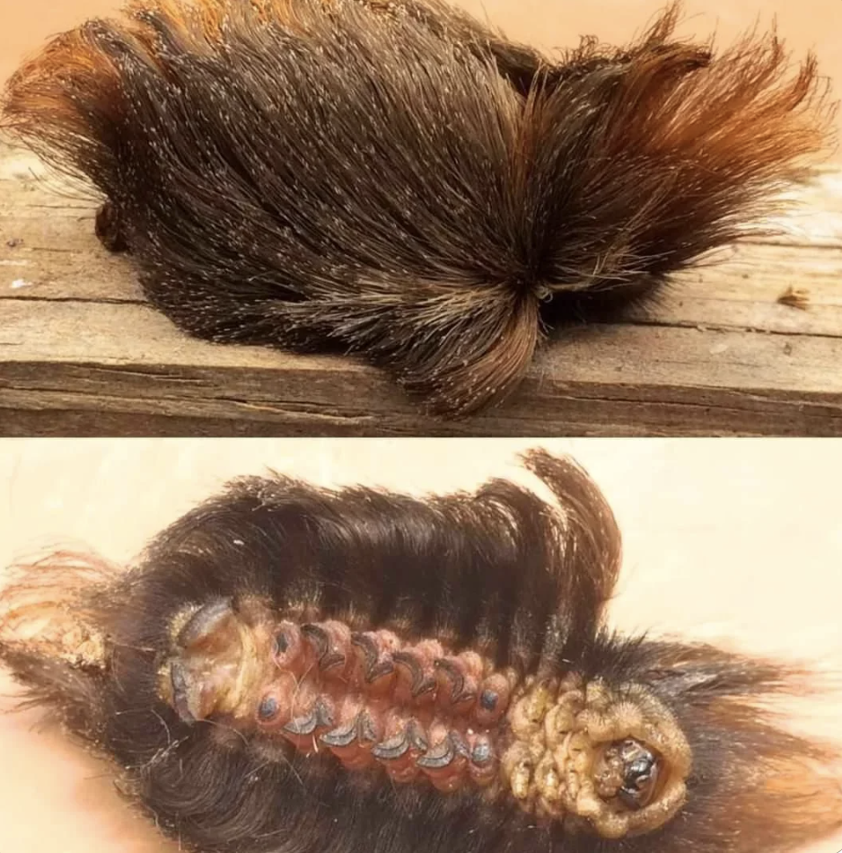 Furry caterpillar on wood in top image; its underside with legs and segments shown in bottom image