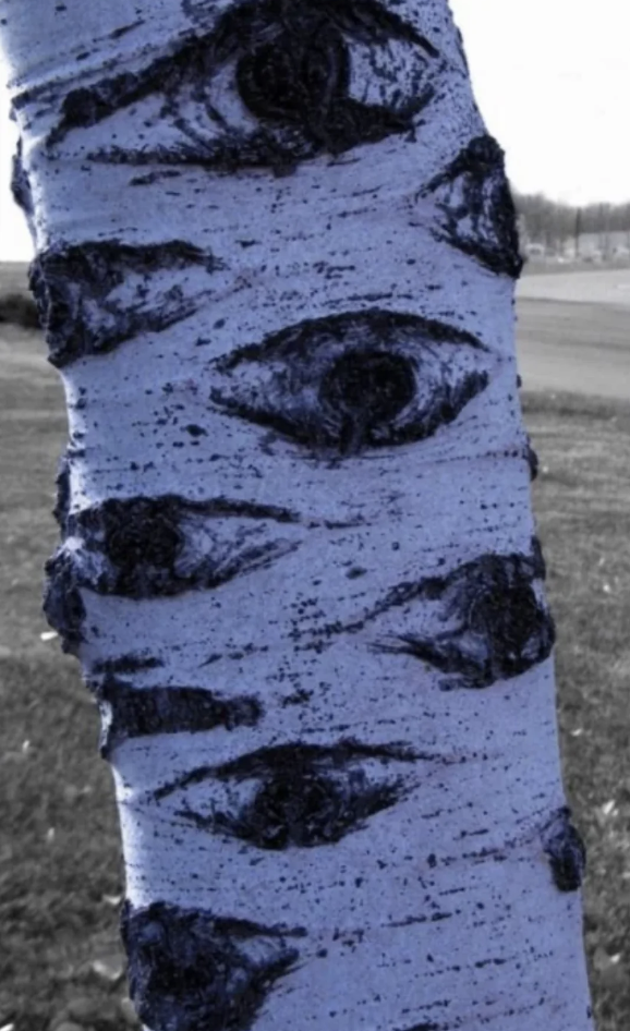 Tree trunk with dark, eye-like patterns on the bark, resembling eyes looking out. The background shows a grassy field and cloudy sky