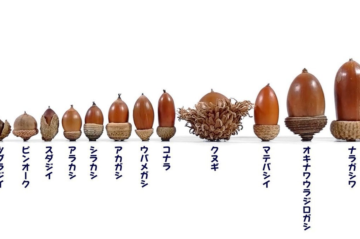 リアルどんぐりの背比べ」をしたら、ことわざの印象とまったく違う結果に⇒「結構差がある」「どんぐりの解像度があがった」と4.7万いいね