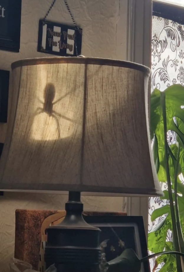 Spider casting a shadow inside a lampshade, creating an eerie effect. Home decor visible in the background