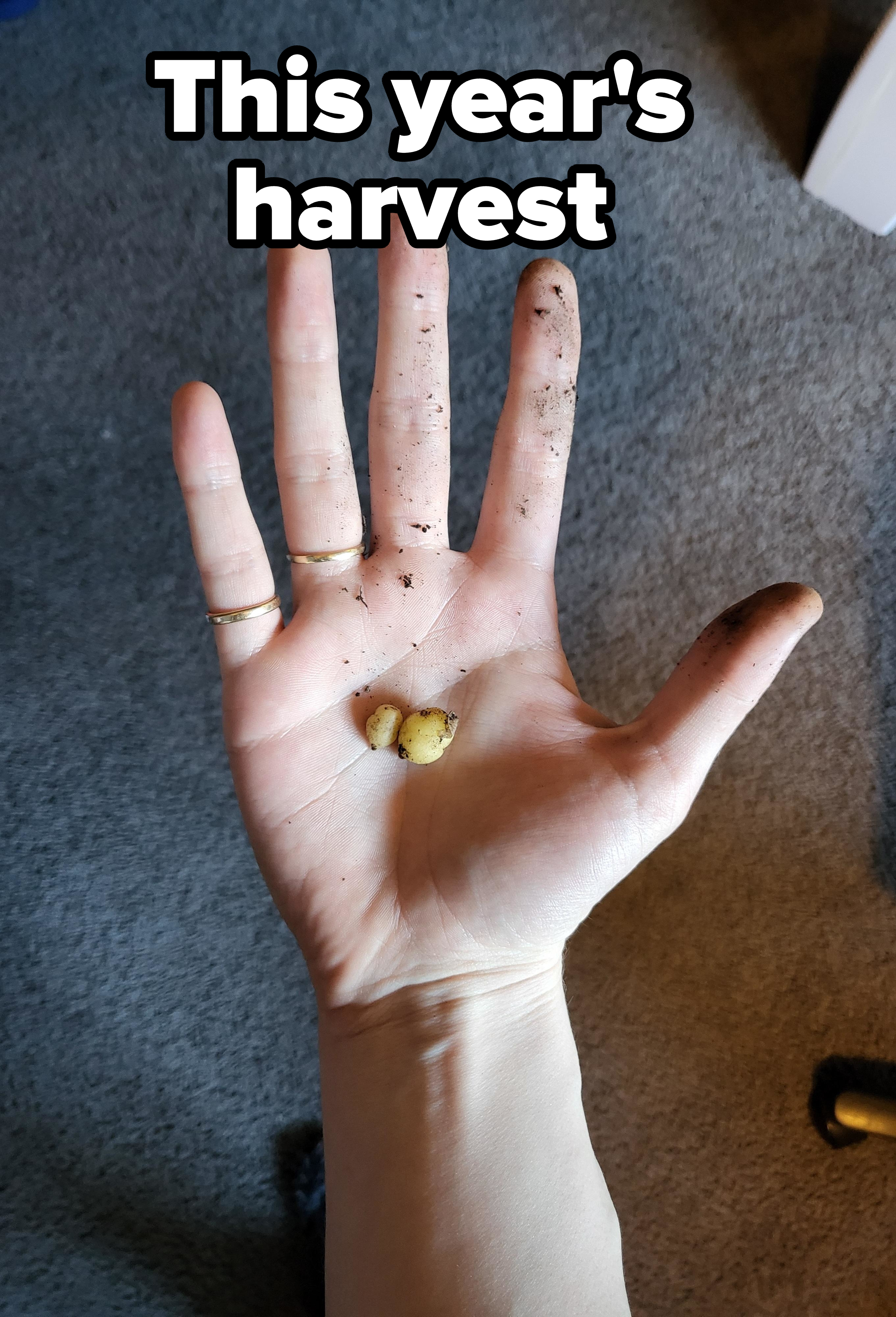 Hand holding a small sprouting seed with dirt on fingers