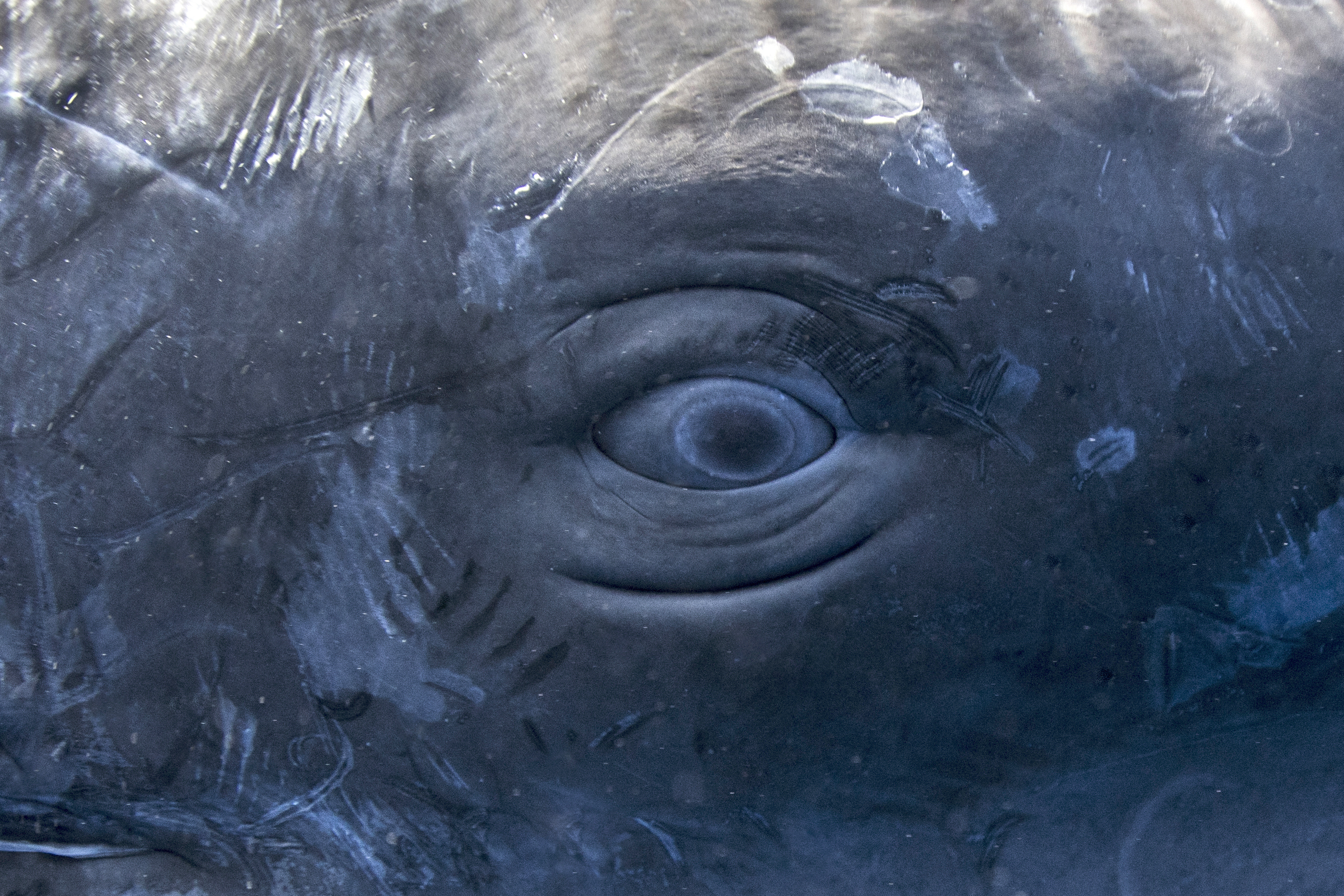 Close-up of a whale&#x27;s eye surrounded by textured skin