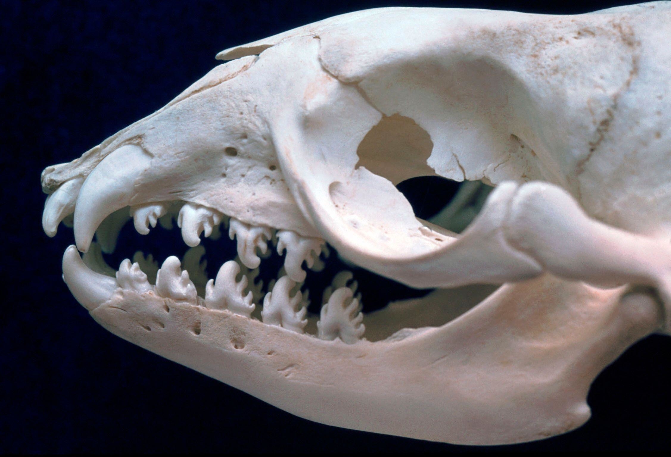 Close-up of an animal skull showing detailed teeth and bone structures