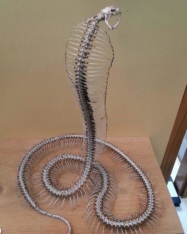 Snake skeleton displayed on a wooden surface, shown in a coiled and upright position with its mouth open