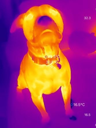 Thermal image of a dog, showing varying heat levels on its body. Temperature readings are visible, indicating the warmest and coolest areas