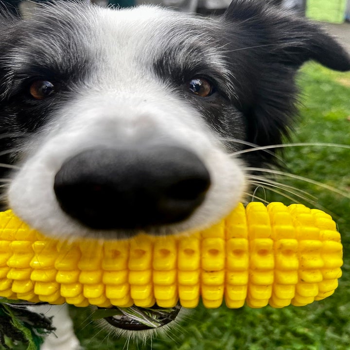 Dog Toys That Make Tails Wag, Owners Laugh