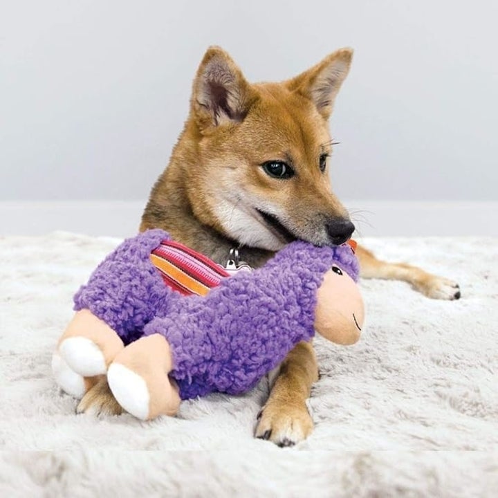 Dog Toys That Make Tails Wag, Owners Laugh