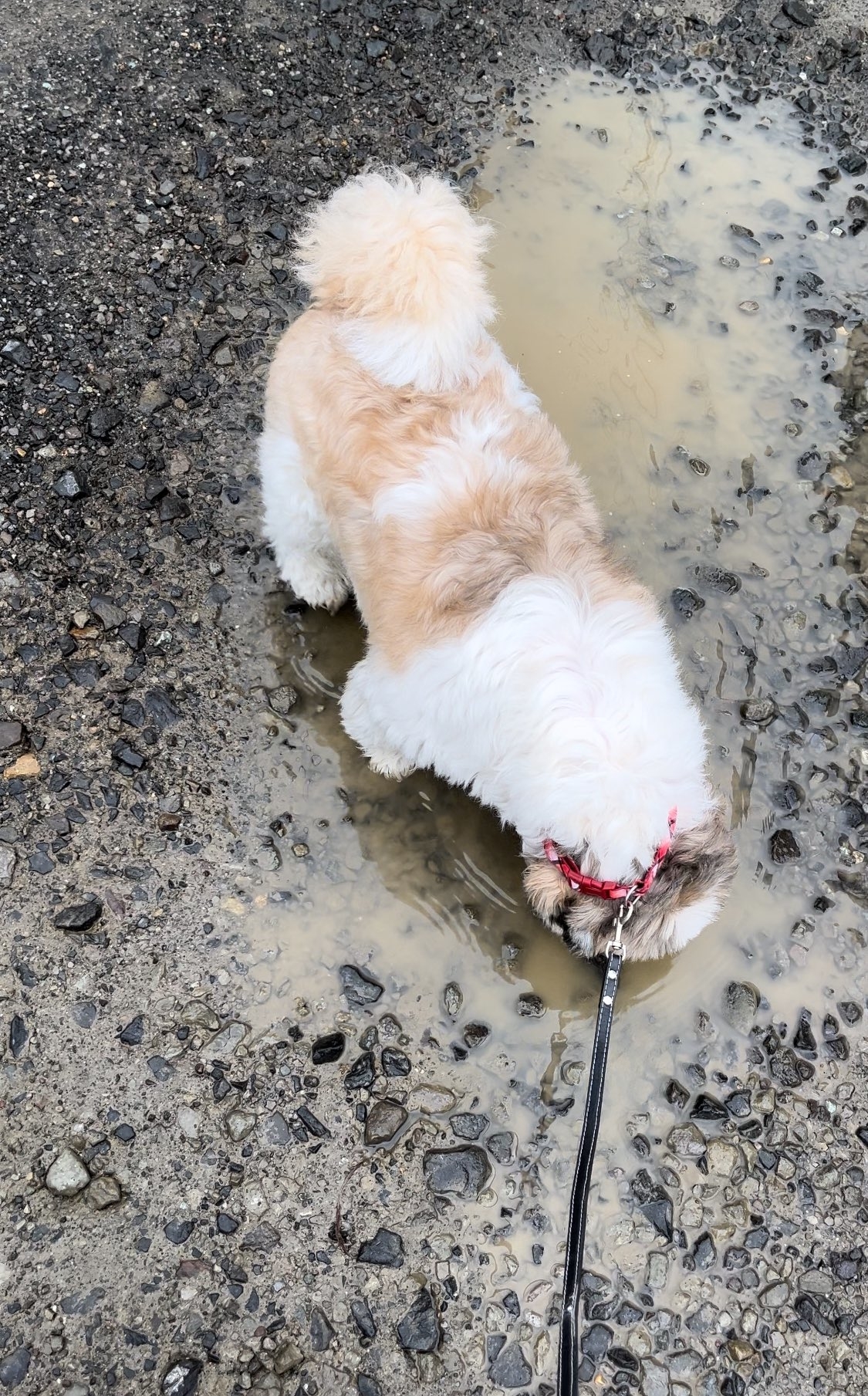 水たまりに突っ込んでしまった「たぬきち」君 / 飼い主さんのXより