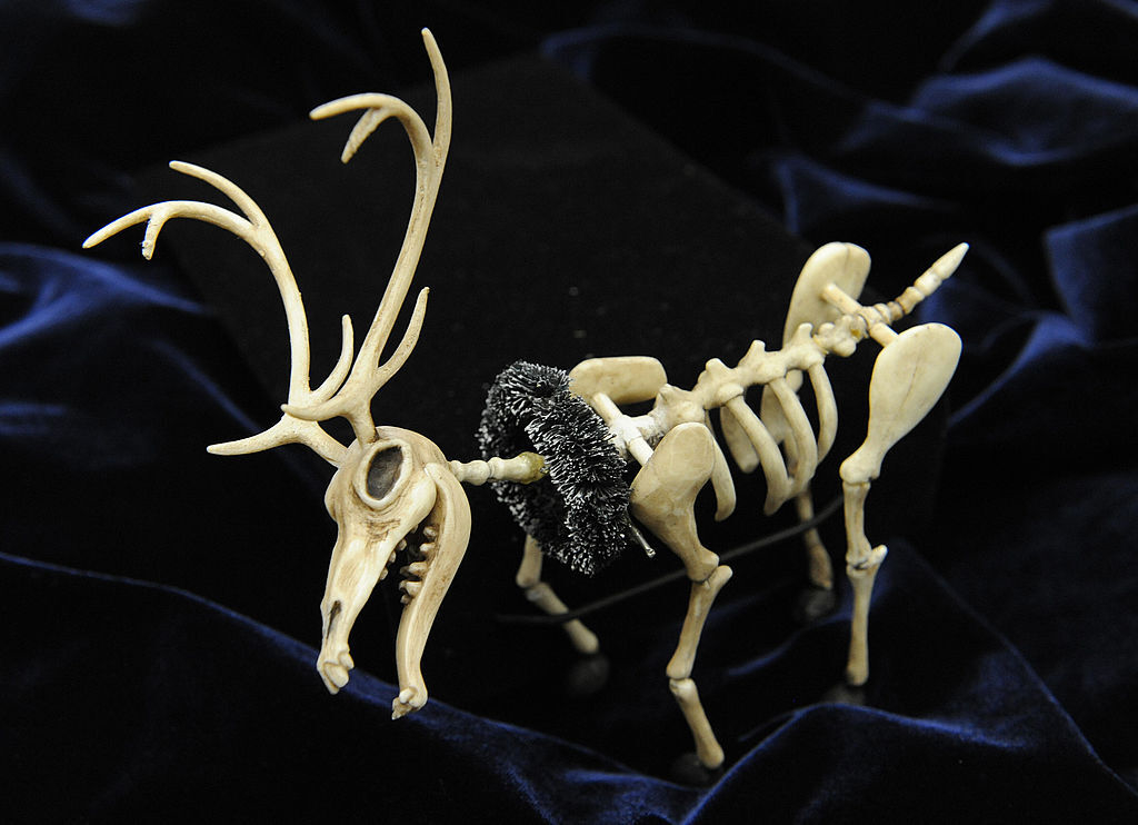 Skeleton model of a deer with antlers displayed on a dark background, featuring a chain around its neck