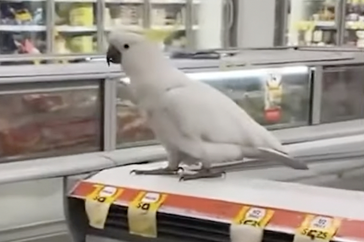 スーパーマーケットの冷凍庫の上に立つ白いオウム。