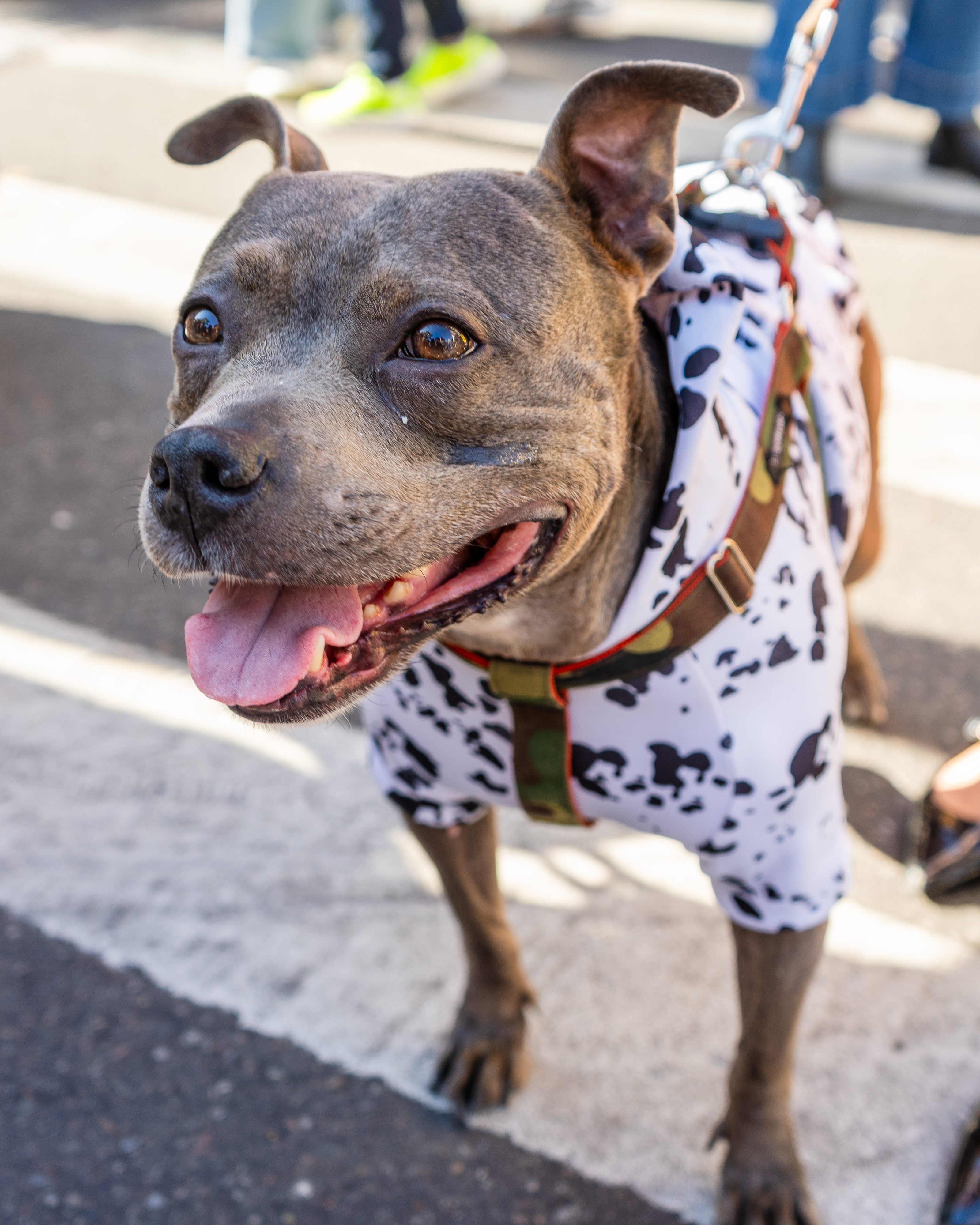 Dog wearing Dalmatian costume, standing outside on a leash, looking happy with mouth open