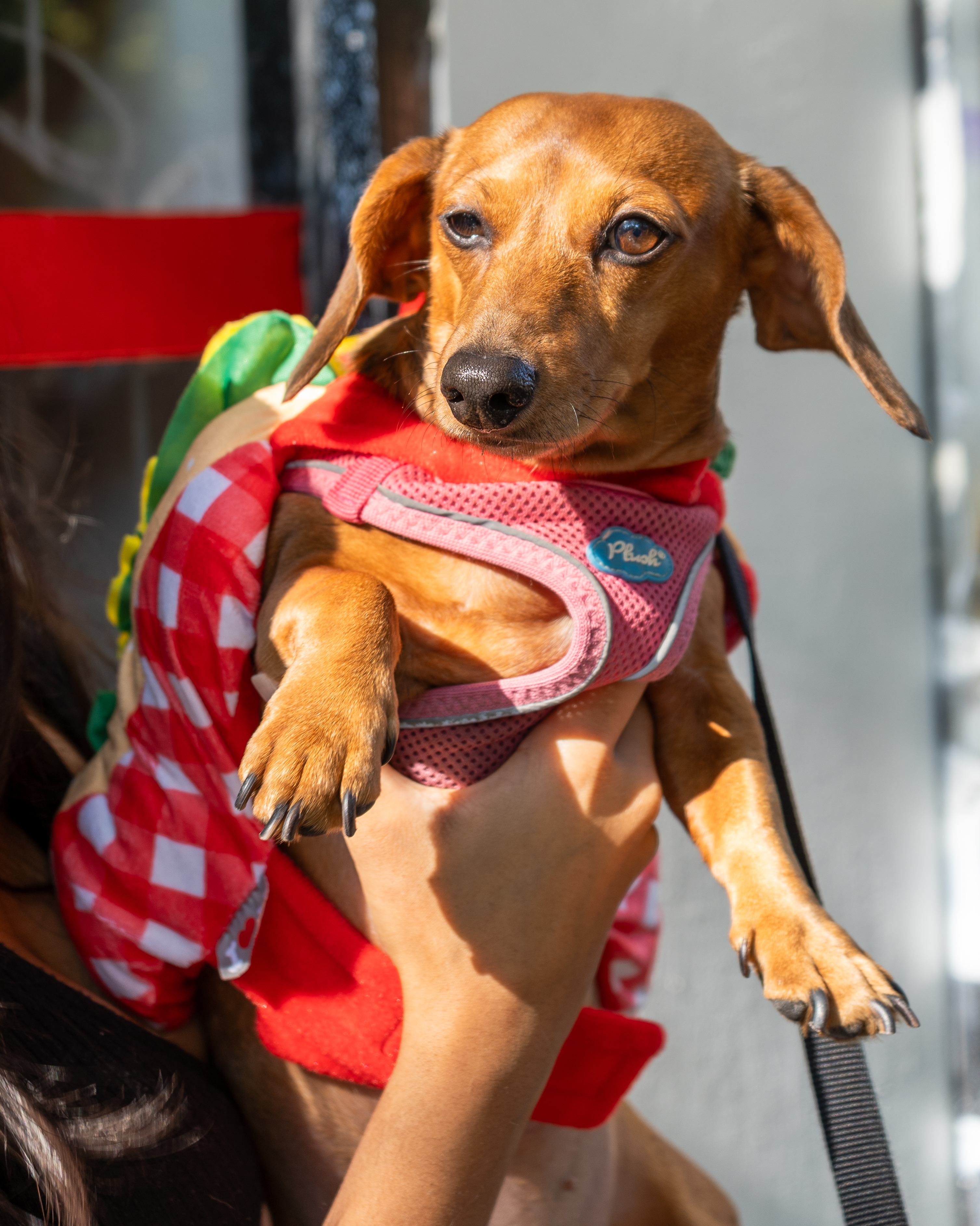 Dachshund dressed in a hot dog costume, being held by a person