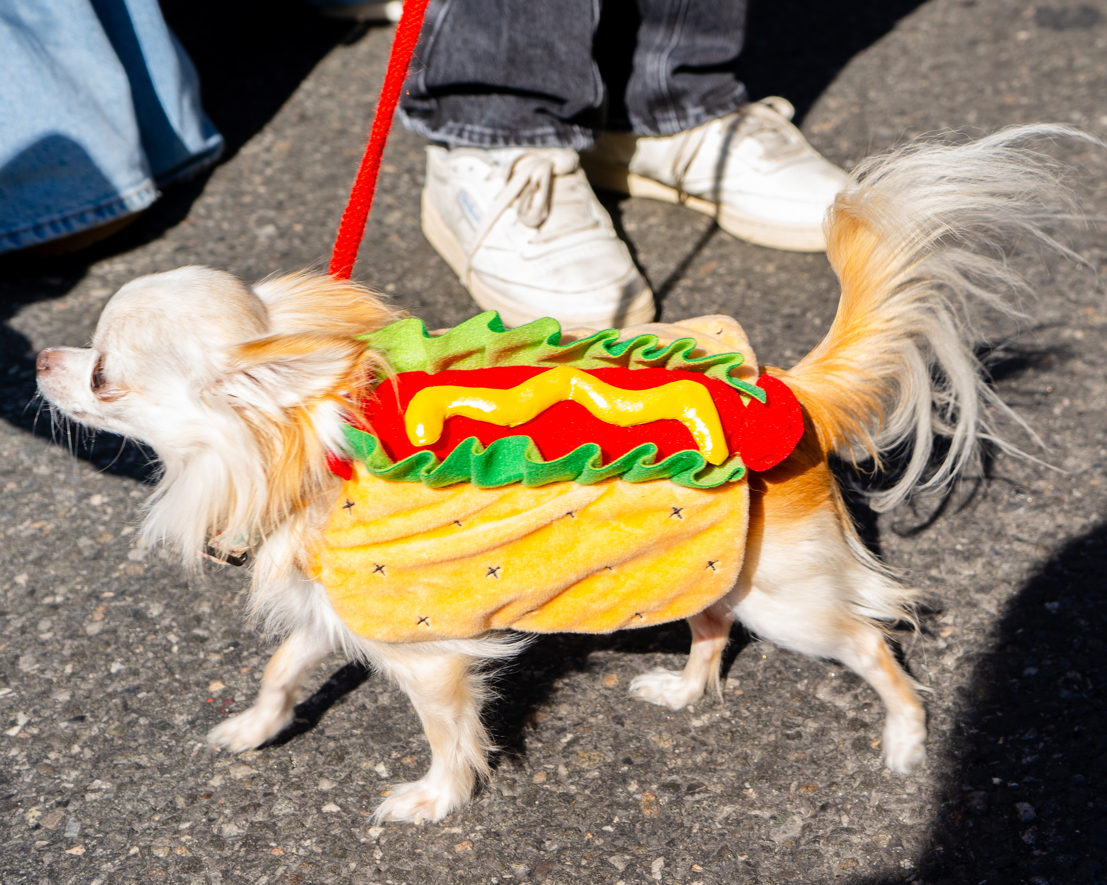 A small dog wears a hot dog costume with lettuce, mustard, and ketchup details, walking on a leash held by an unseen person in sneakers