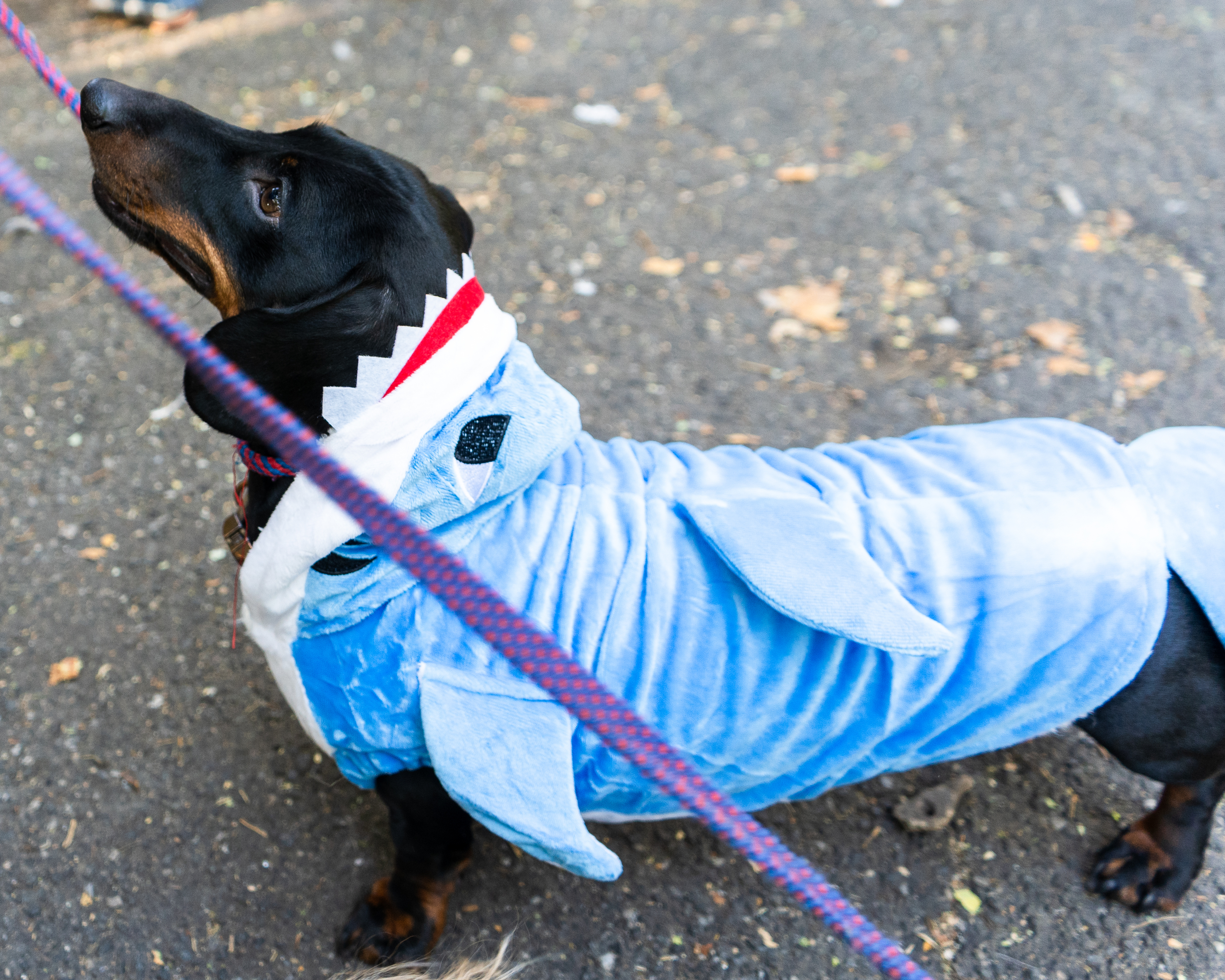 Dog in a shark costume on a leash, walking on a paved path