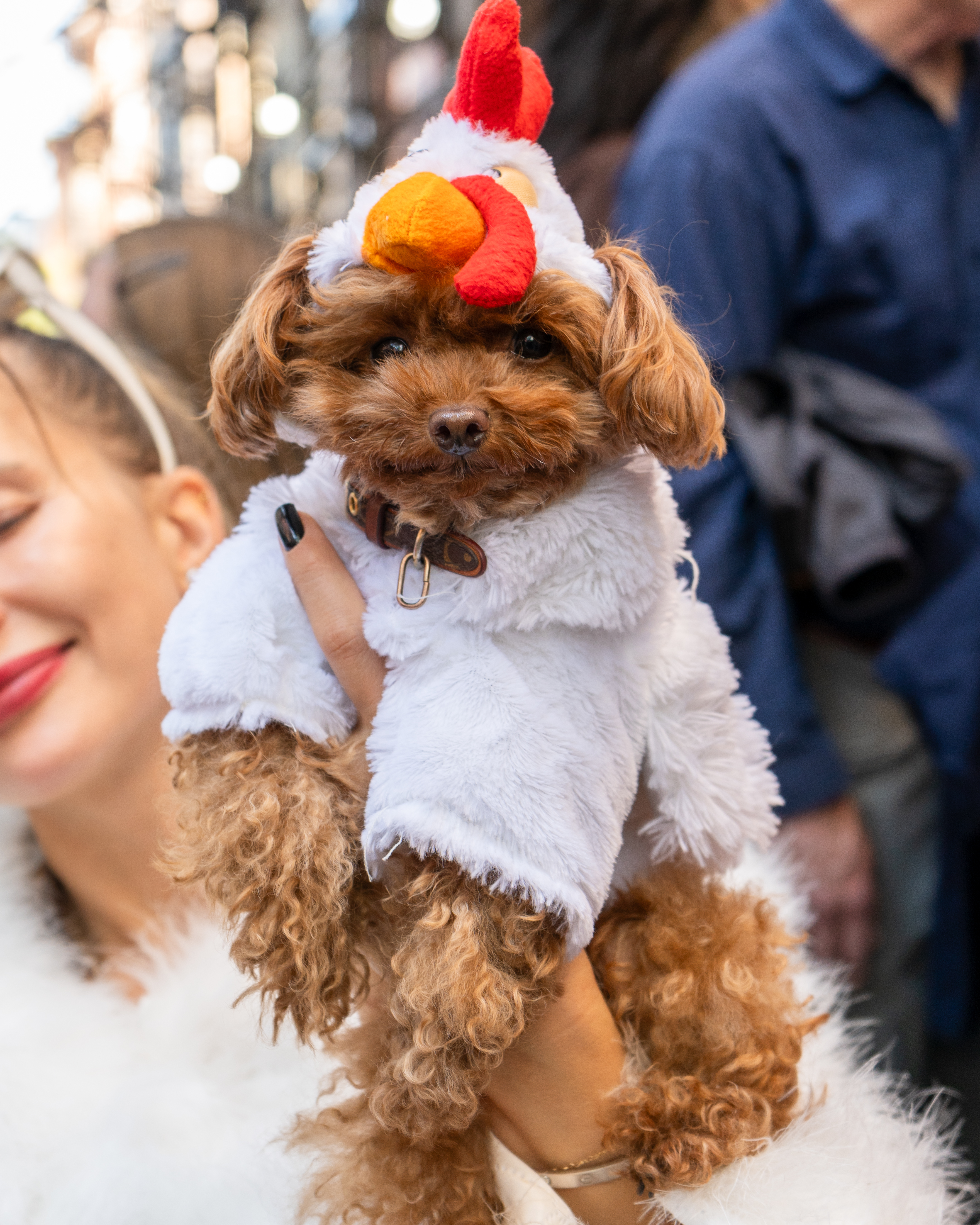 A dog wearing a chicken costume is held by a person smiling in the background