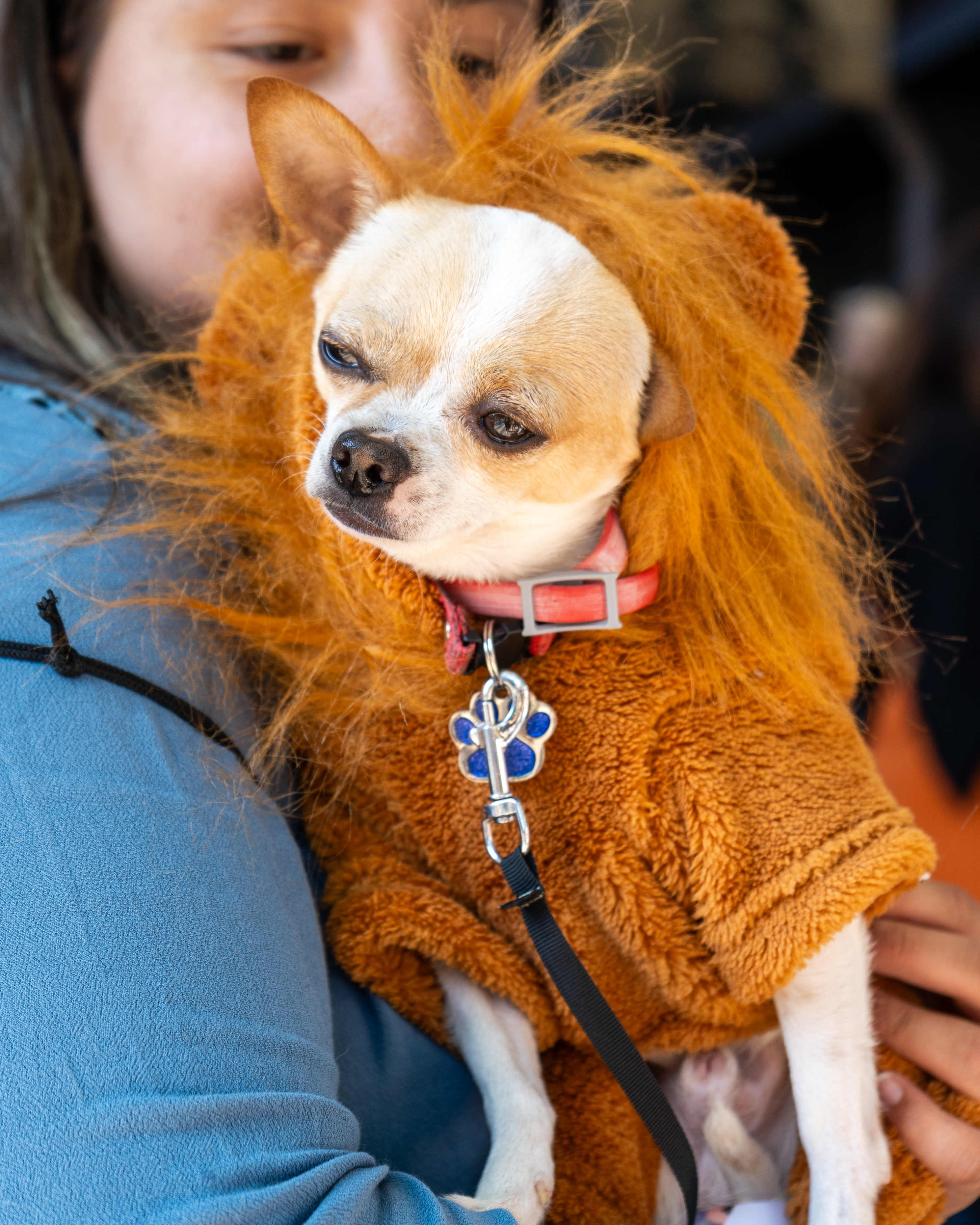 A small dog in a lion costume is held by a person