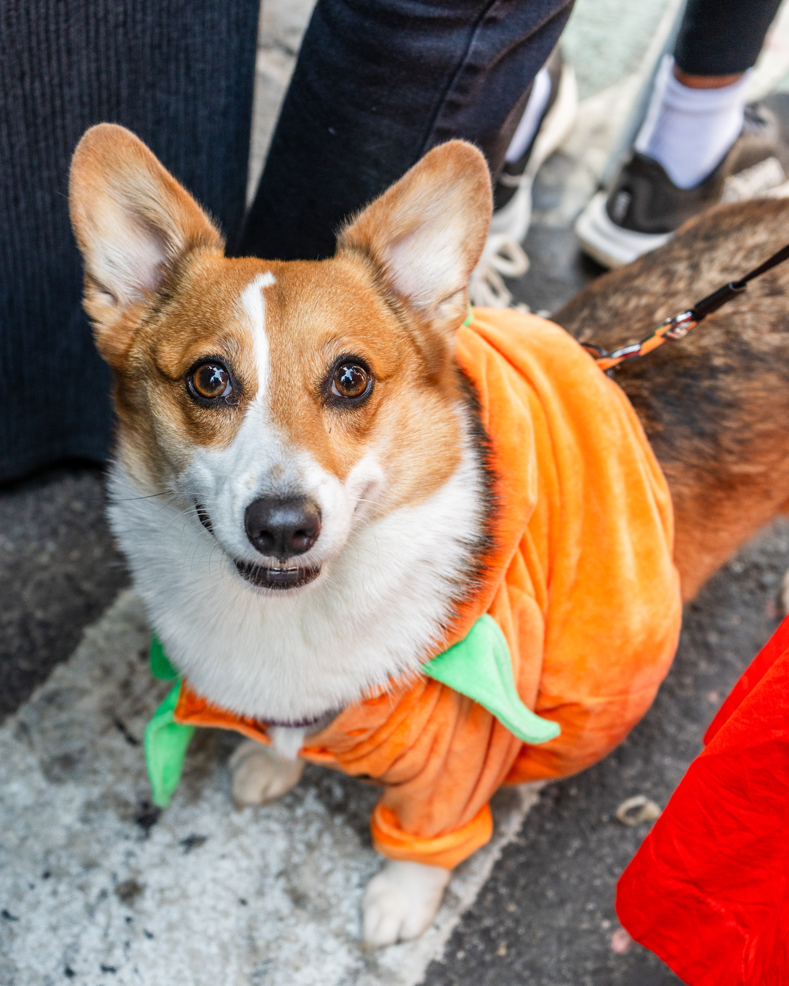 Corgi in a pumpkin costume at a street event, looking up