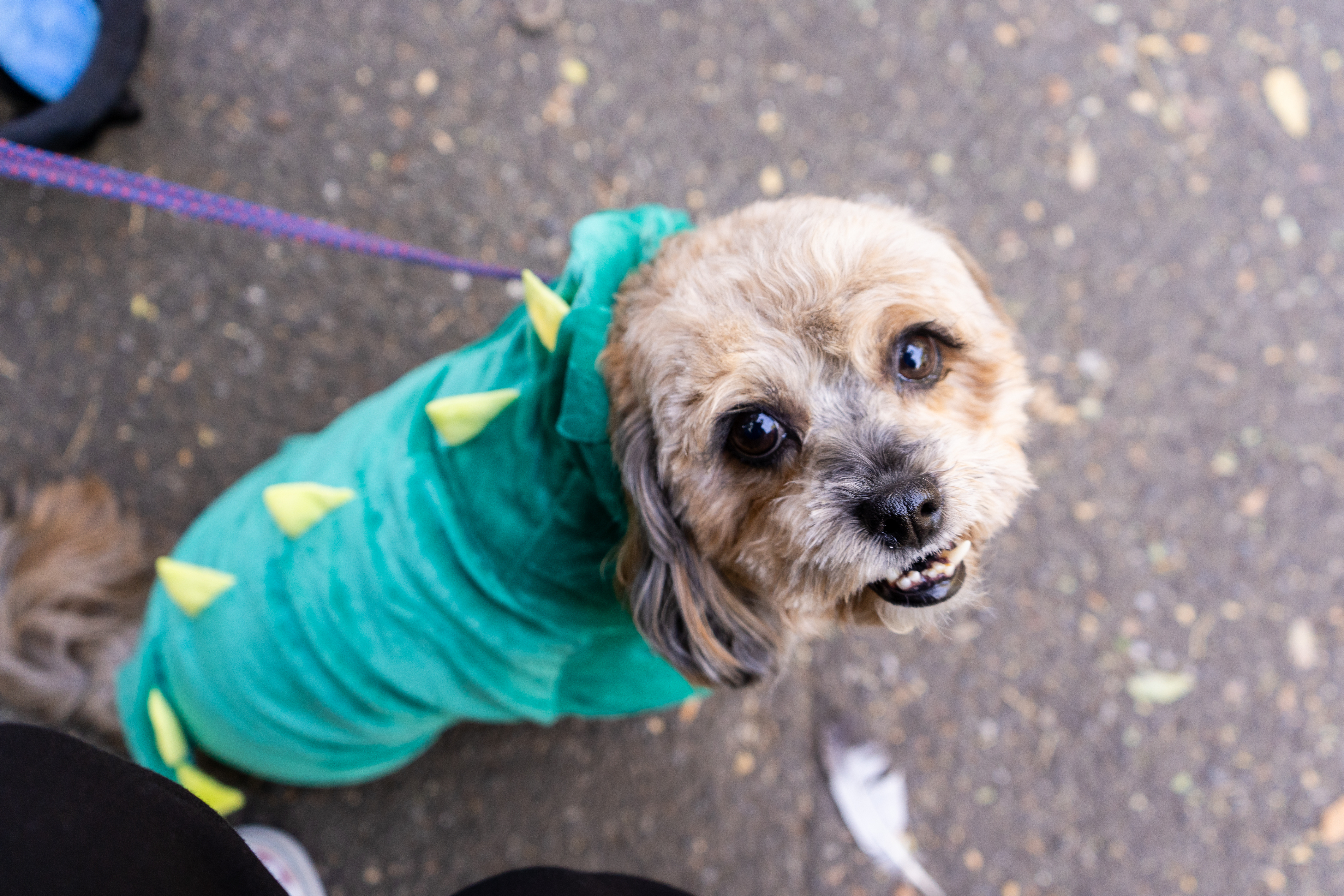 Dog in dinosaur costume with green spikes looks up while on a leash