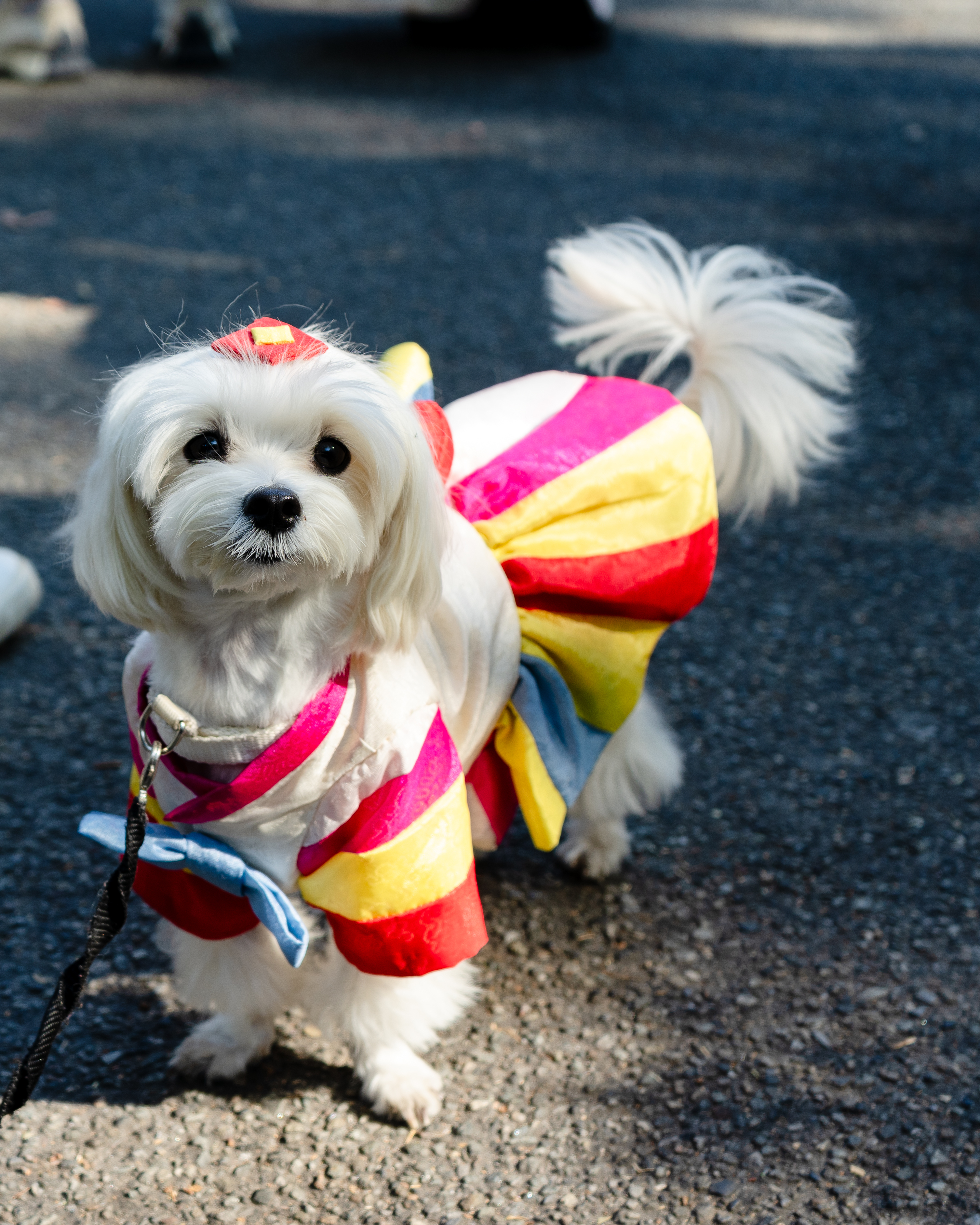 Small dog in a colorful dress and bow, looking at the camera while standing on a paved path